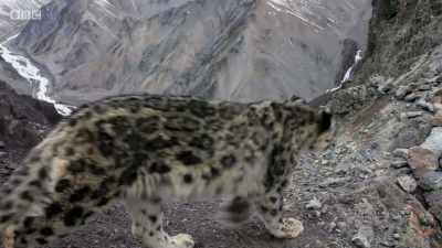 But now, at last, helped by
the latest remote camera technology, - Planet Earth: A Celebration