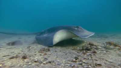 But now, disturbed by the ray, - Blue Planet II