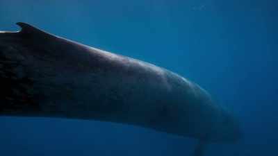 but we now know that her ocean home
is under threat as never before. - Our Planet