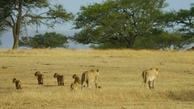 But now he knows they're here, - Serengeti