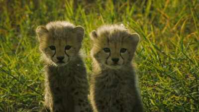 But now she has cubs, - Serengeti