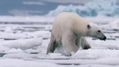 But now the arctic is changing faster than - Hostile Planet