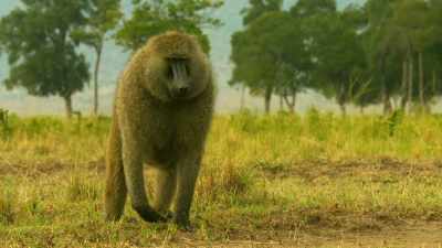But now the leader is determined,
he will have Cheka. - Serengeti