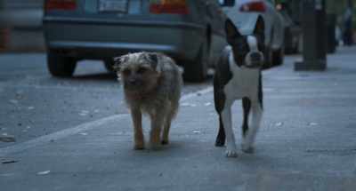 But now the world
is like a buffet - Strays