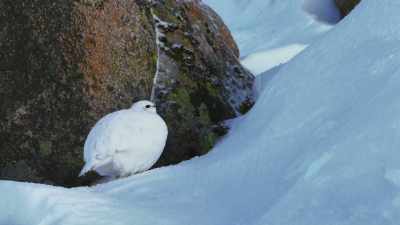 But now, as the world warms,
things are changing dangerously. - Attenborough's Life in Colour