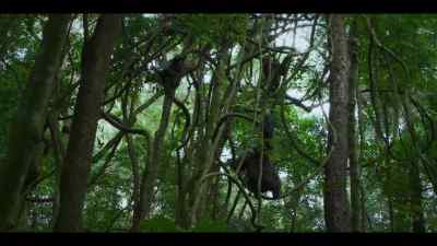 But now they're both trapped in the canopy... - Chimp Empire