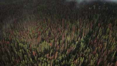 But now, with the climate changing,
the winters aren't cold enough - The Green Planet
