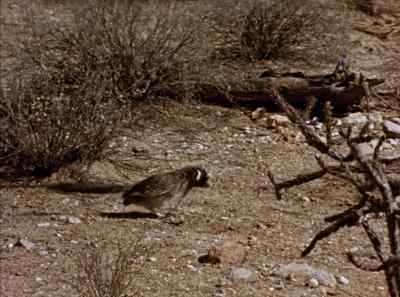 But of course there's
always comedy relief. - The Living Desert