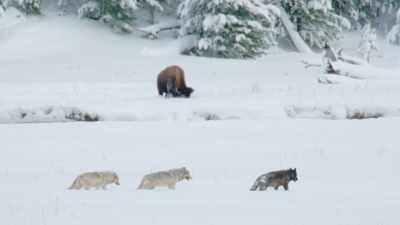 But he offers
something in return. - Epic Yellowstone