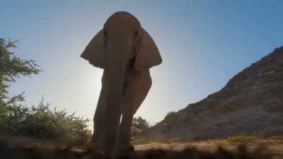 But this old elephant has
a trick up her sleeve. - The Secret Lives of Animals