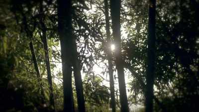 But on the fourth day,
the thick forest opens up. - Tales From The Explorers Club