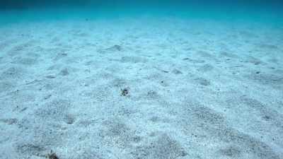 But on this vast, empty plain,
all he has to work with is sand. - The Secret Lives of Animals