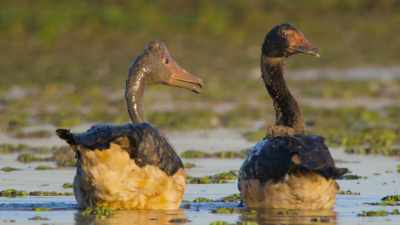 But one animal's good fortune
can be another's peril. - Our Great National Parks