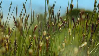 But one cunning plant - Super/Natural