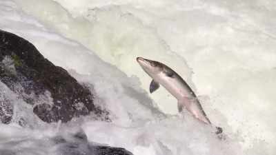 But one stands out above the rest, - Wild Nordic