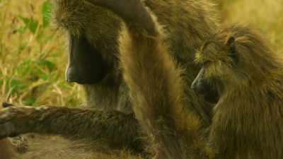 But one thing threatens
their contentment. - Serengeti
