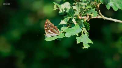 But only one intruder
really matters - - Wild Isles