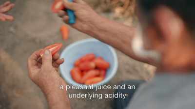 But only the tomatoes
grown right here - Stanley Tucci: Searching for Italy