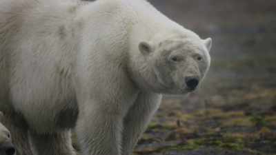 But this opportunity to feed... - Frozen Planet II