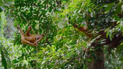 But orangutan's main
food source is fruit. - The Secret Lives of Animals