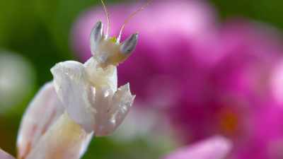 But orchid mantises
have many talents. - The Secret Lives of Animals