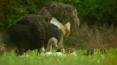 But others relish her success
for a different reason. - Serengeti