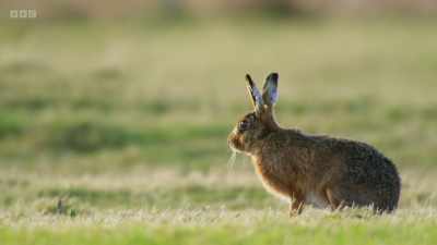But as our wild grasslands
have diminished, - Wild Isles