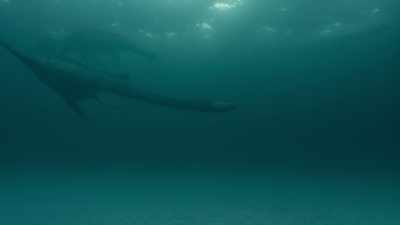 But outside these shallows,
it's a different story. - Prehistoric Planet