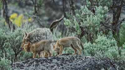 But outside yellowstone,
it's another story. - Epic Yellowstone