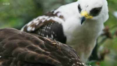 ..but overlapping feathers provide
protection against possible stings. - Wild Isles