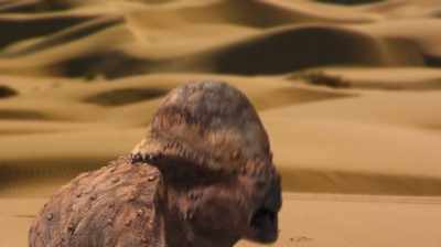 BUT PACHYS HAD THIS
REALLY THICK, BONY DOME - Dino Hunters