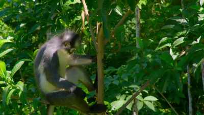 But perhaps none are more daring
than the Thomas leaf monkey. - Our Great National Parks