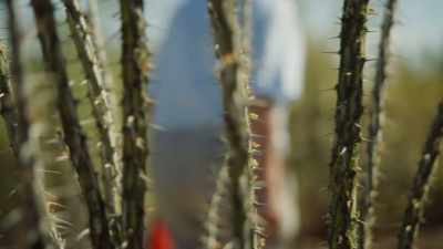 But perhaps the most vicious cacti - The Green Planet