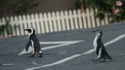 But Petal doesn't really get it. - Penguin Town
