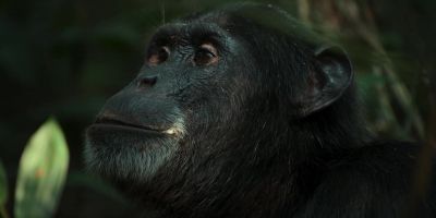 But Peterson seems on edge. - Chimp Empire