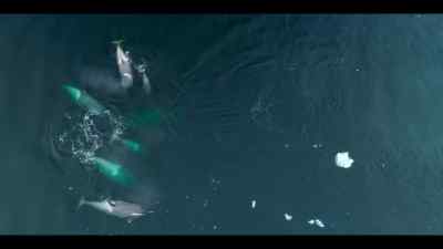 But this pod isn't going anywhere. - Our Oceans