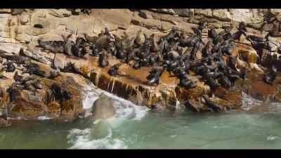 But this predator doesn't stop
at the water's edge. - Our Oceans