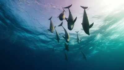 But to properly appreciate
their true character, - Blue Planet II