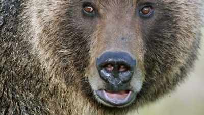 But, once protected,
grizzlies flourished. - Epic Yellowstone