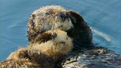 But to provide her youngster with milk, - Blue Planet II