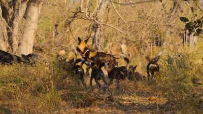 But they quickly give way
to the youngsters. - Wild Babies