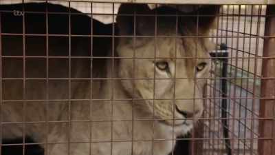 'But Reece was adamant
this was the best place for them.' - Britain's Tiger Kings - On the Trail with Ross Kemp