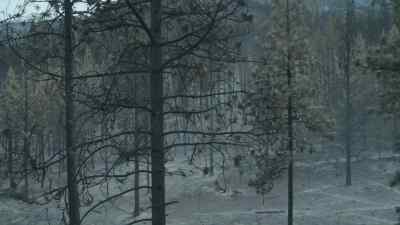 But remarkably, some plants must be burnt - Prehistoric Planet
