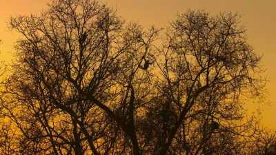 But resources in their patch
of forest are running out. - Our Great National Parks