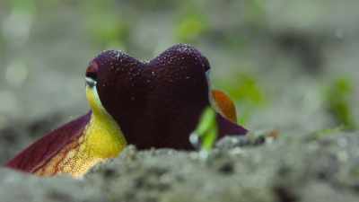 But to reveal the secrets - The Secret Lives of Animals