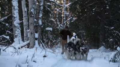 But for right now, we need
these dogs to get in shape - Life Below Zero: Next Generation