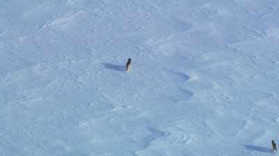 But... - Frozen Planet II