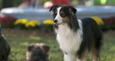 But sadly,
her owner Jenna thinks - Strays