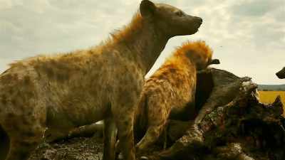 But even scavengers
can be scavenged upon. - Serengeti