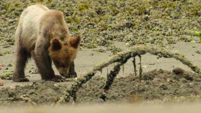 But scrounging a few here and there
isn't going to be enough - Wild Babies